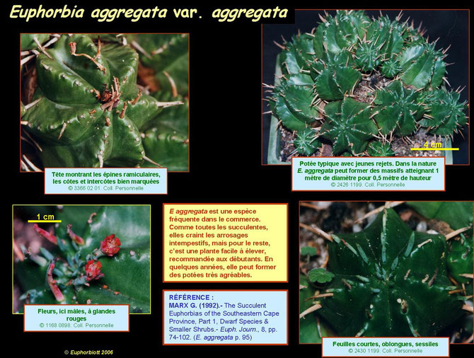Euphorbia aggregata 2
