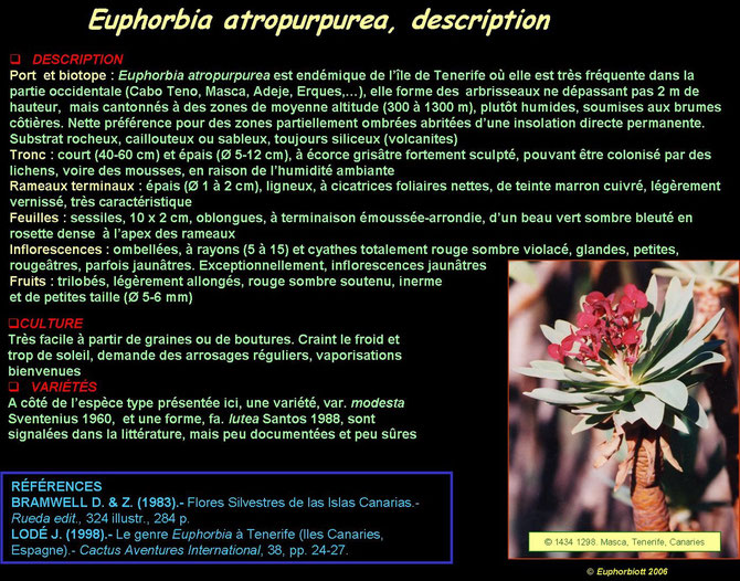 Euphorbia atropurpurea 4 