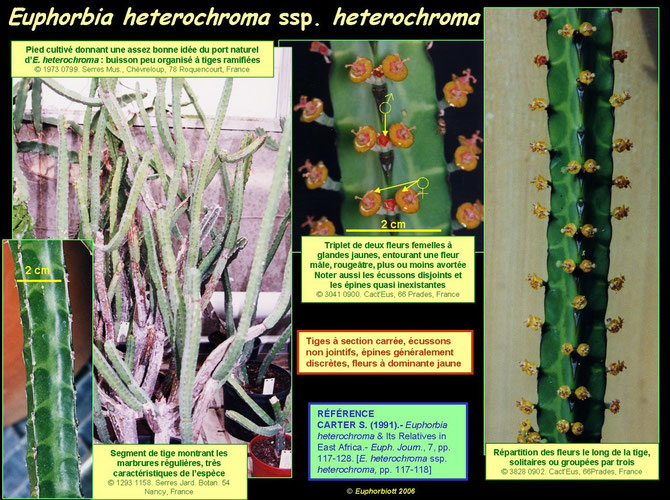 heterochroma 2