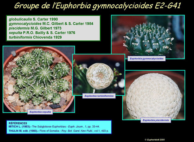 gymnocalycioides 2