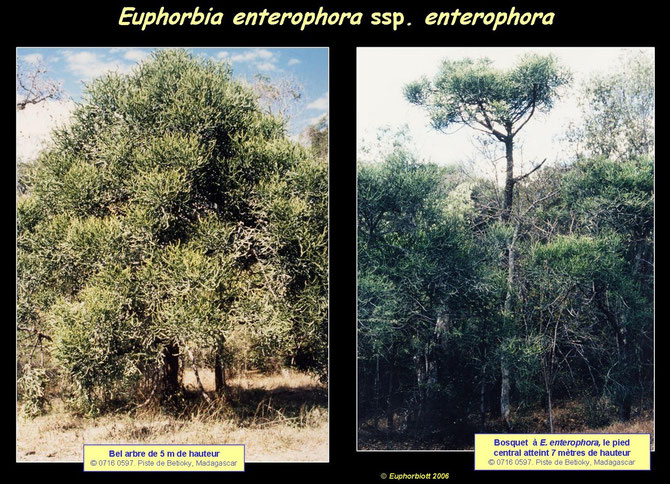 enterophora enterophora 2