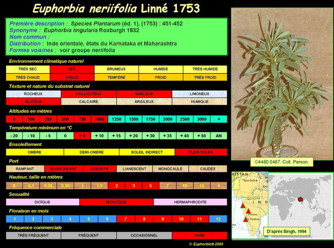 neriifolia 1