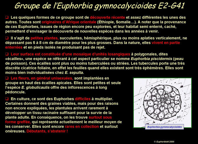 gymnocalycioides 1