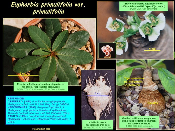 primulifolia primulifolia 2