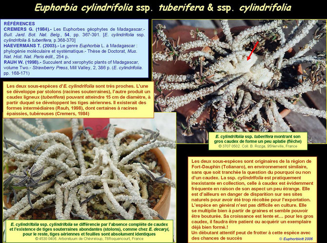 cylindrifolia 3