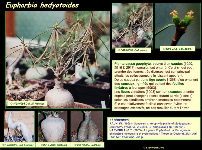 hedyotoides 2