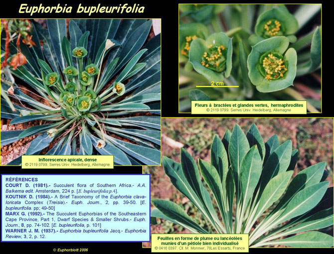 bupleurifolia 3