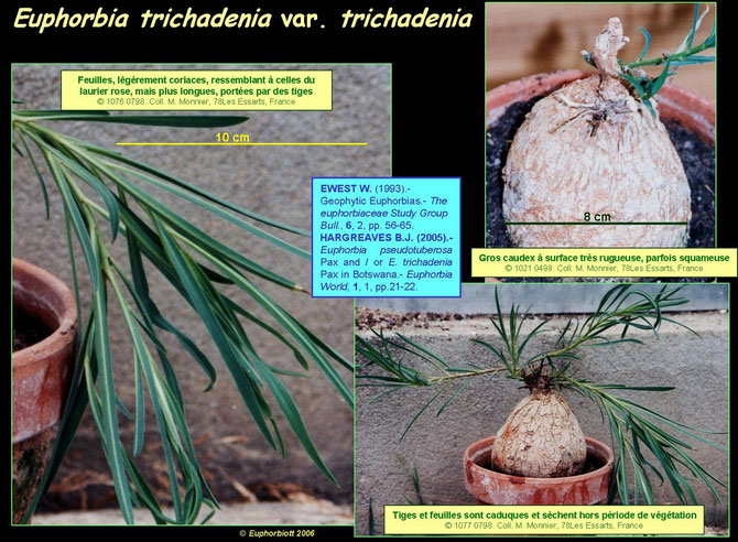 trichadenia trichadenia 2