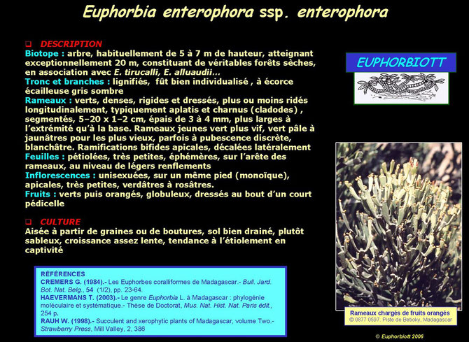 enterophora enterophora 4