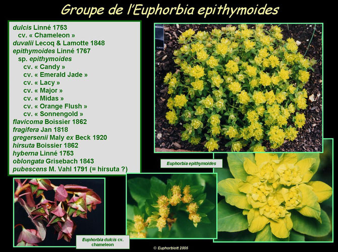 epithymoides 2