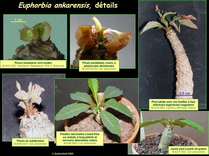 Euphorbia ankarensis 3