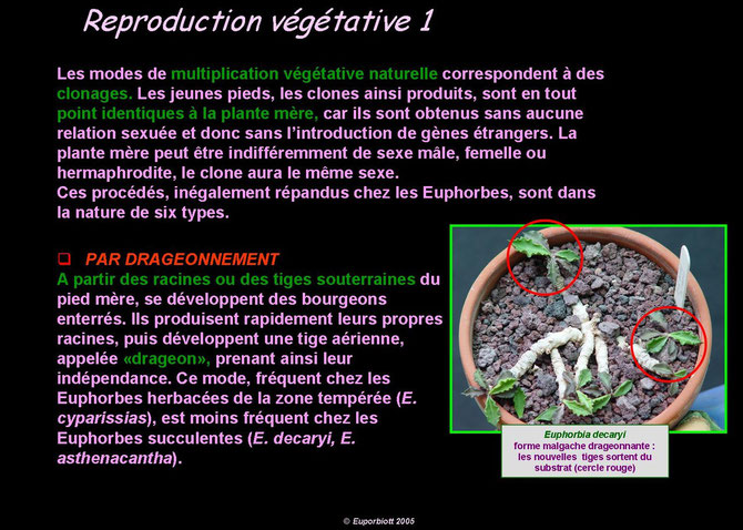 reproduction végétative 1