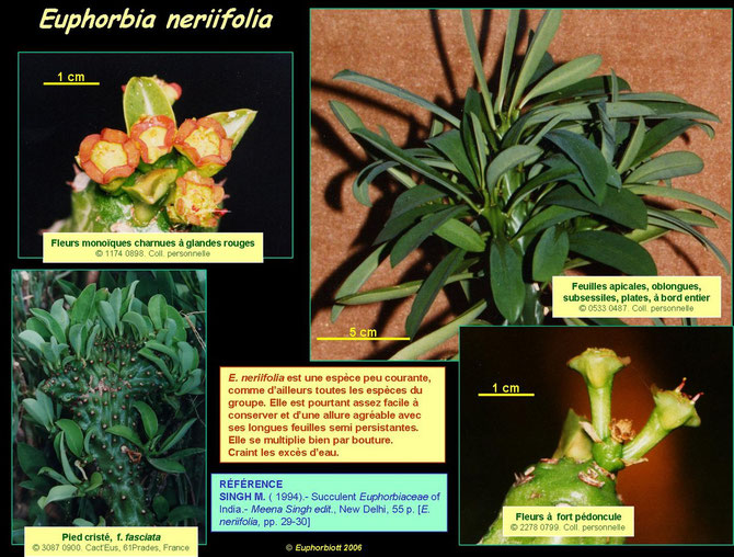 neriifolia 3