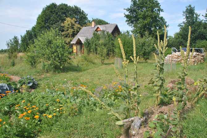 Camp in my garden, Camping, Polen, Poland, Under the Lindentree, Sejny