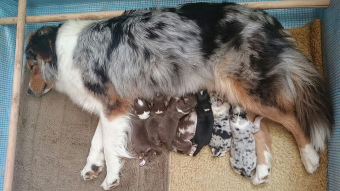 30. Mai: alle haben schon schön zugenommen, der kleine Alf ist an seiner Lieblingszitze zwischen den Hinterbeinen und deshalb nicht zu sehen 😍