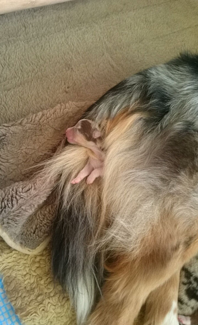 Wo man doch überall gut schlafen 😴 kann! Der kleine Alf 😍 Auf dem Weg zur Milchbar verkabelt und dann eingeschlafen! 