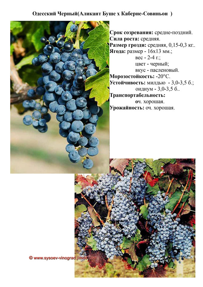 Сорт винограда Одесский Черный