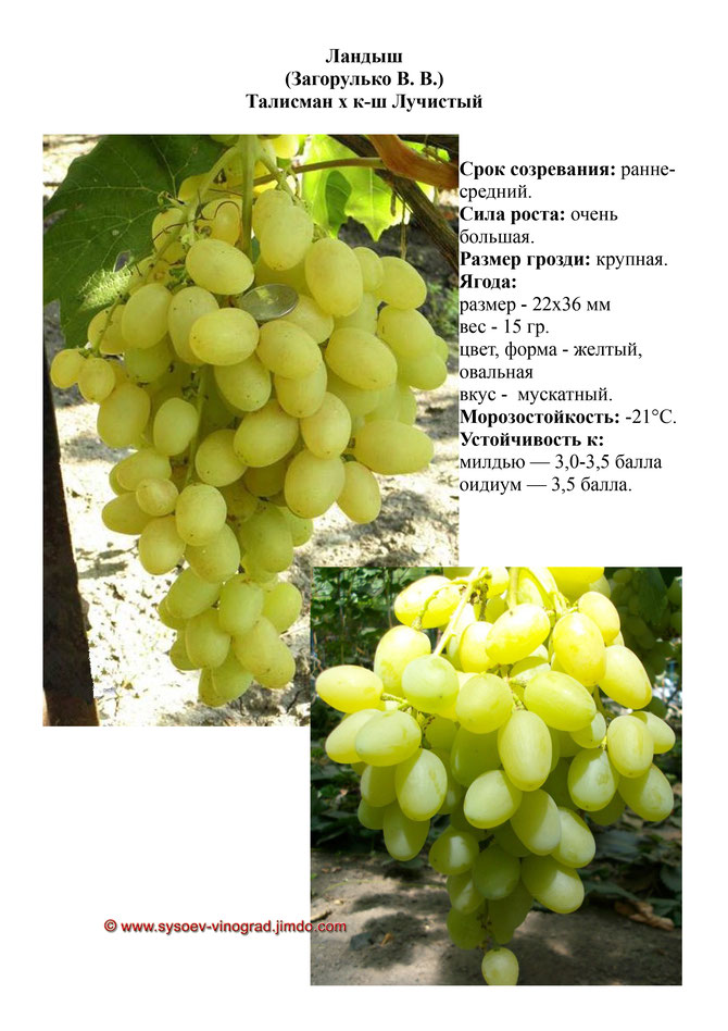 Виноград, саженцы винограда Ландыш, ранне-средний виноград,  украина,  измаил