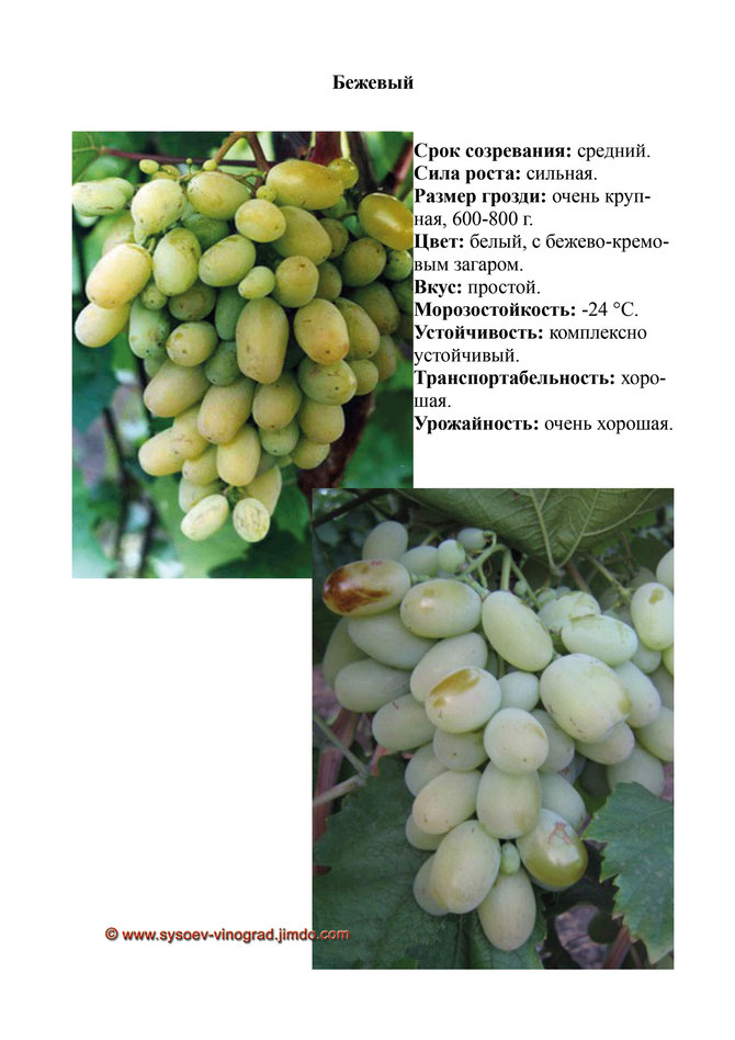 Купить саженцы винограда сорта Бежевый