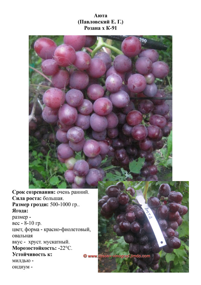 Виноград, саженцы винограда Аюта, очень ранний виноград,  украина,  измаил