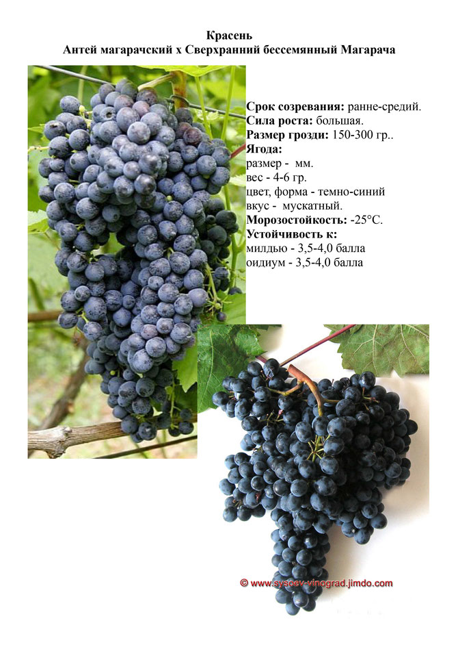 Виноград, саженцы винограда Красень, винный виноград,  украина,  измаил