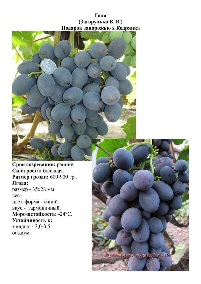 Виноград, саженцы винограда Гала, ранний виноград,  украина,  измаил