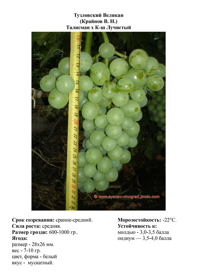 Виноград, саженцы винограда Тузловский Великан, ранне-средний виноград,  украина,  измаил