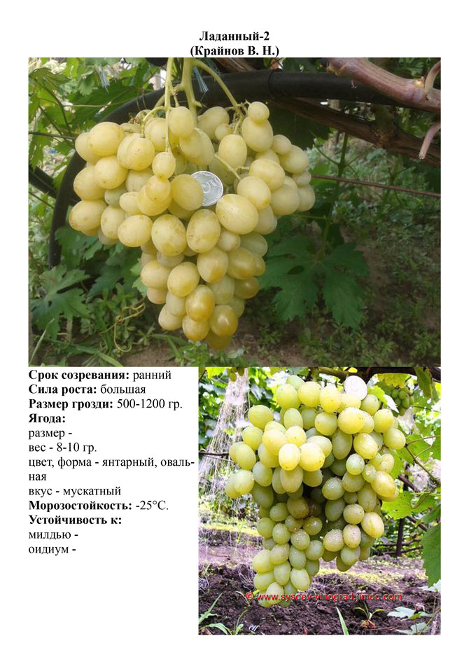 Виноград, саженцы винограда Ладанный-2, ранний виноград,  украина,  измаил