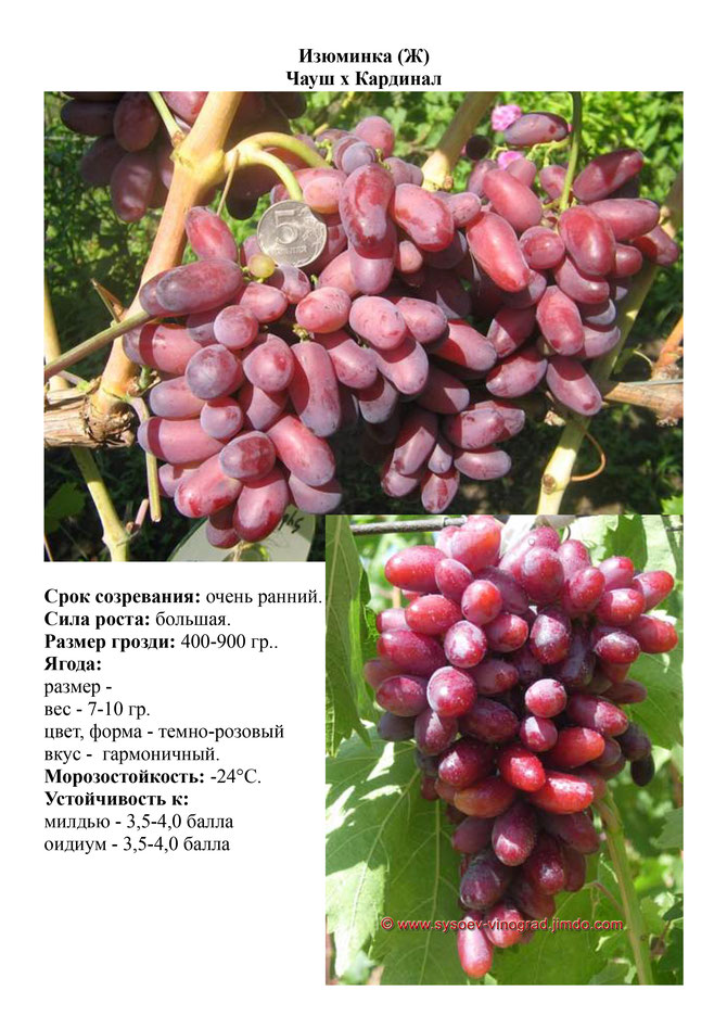 виноград саженцы винограда изюминка очень ранний виноград саженцы винограда украина саженцы винограда измаил