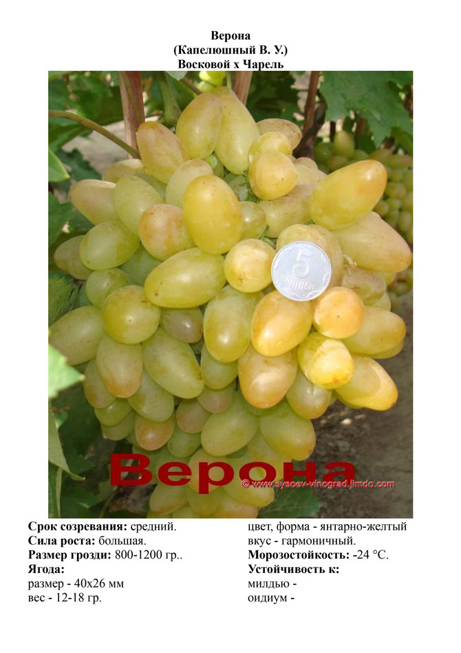 Виноград, саженцы винограда Верона, средний виноград,  украина,  измаил