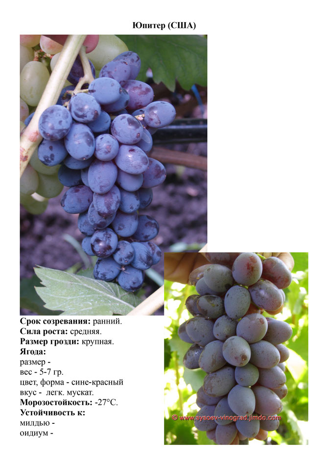 Виноград, саженцы винограда Юпитер (США), очень ранний виноград,  украина,  измаил