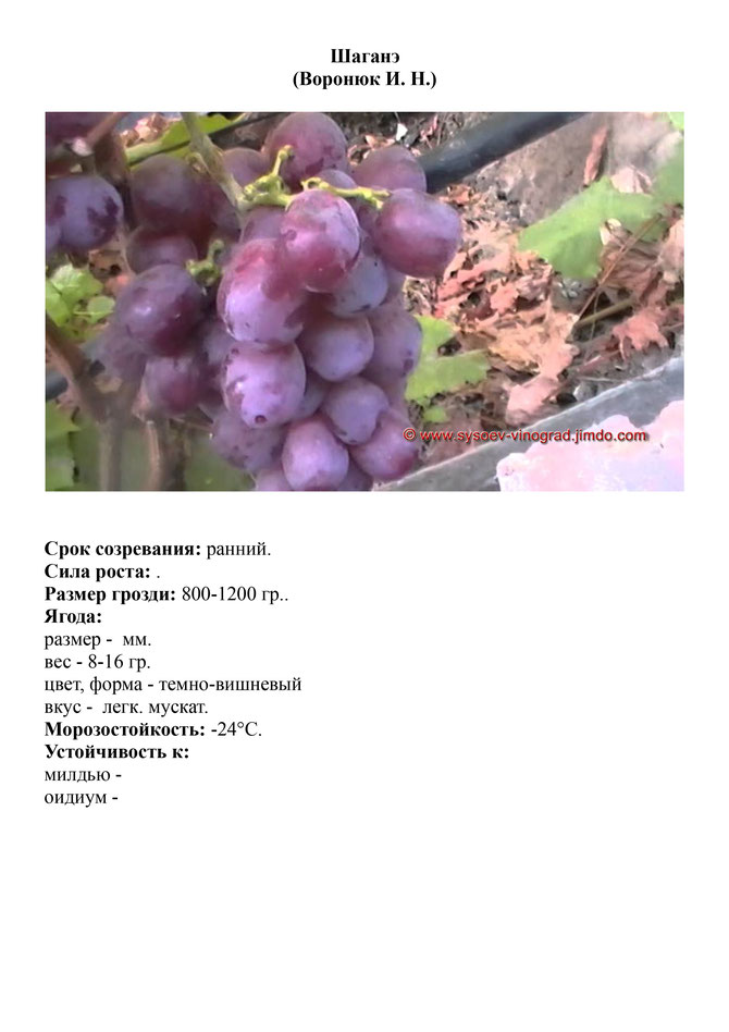 Виноград, саженцы винограда Шаганэ, ранний виноград,  украина,  измаил