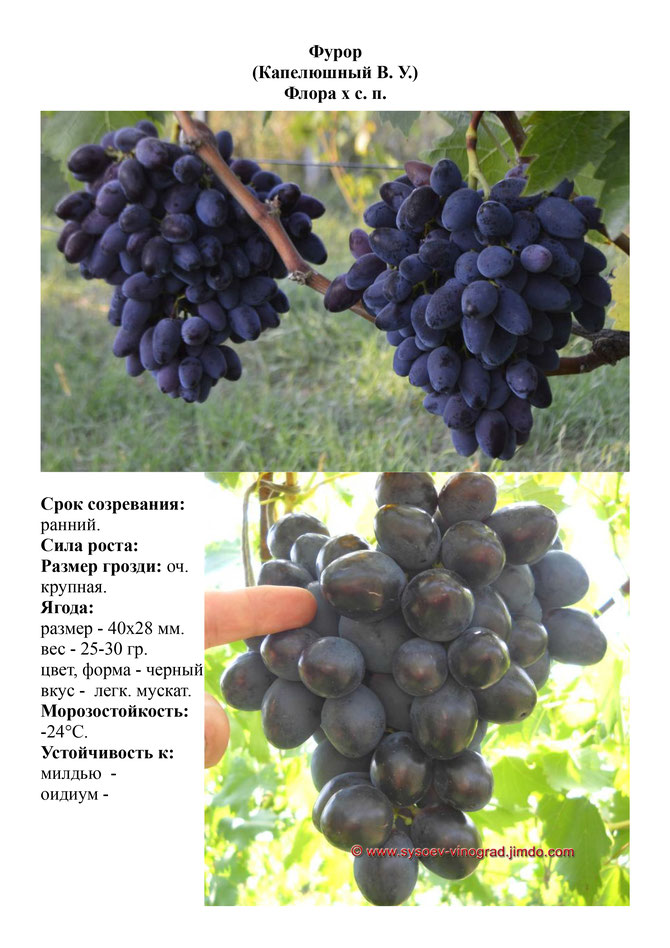 Виноград, саженцы винограда Фурор, ранний виноград,  украина,  измаил