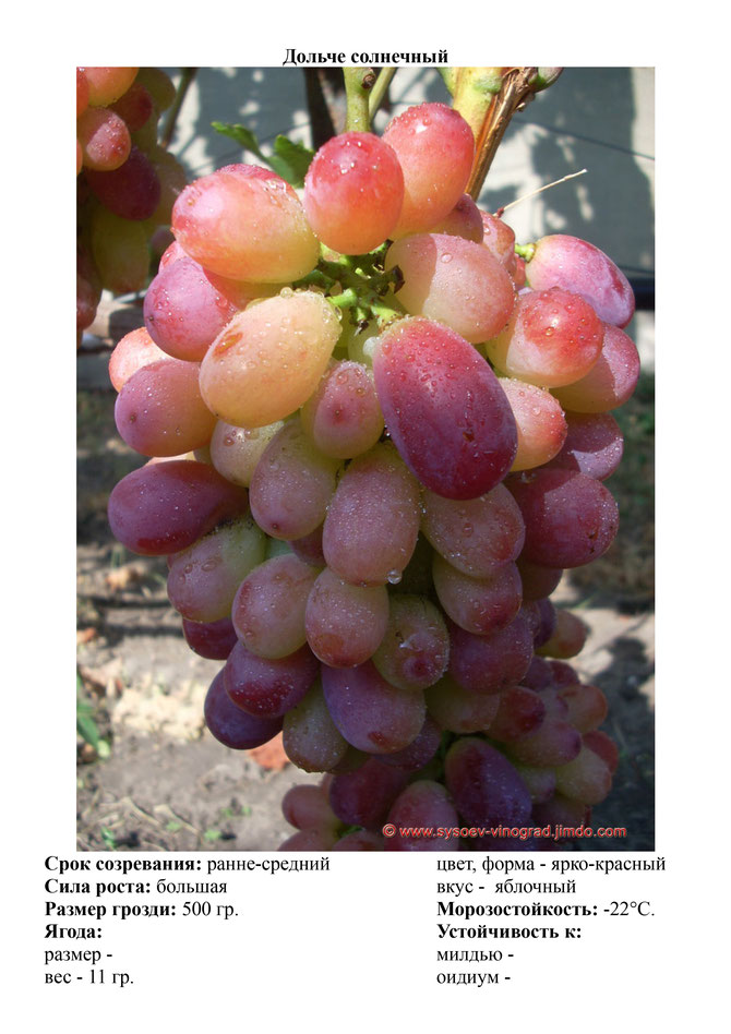 Виноград, саженцы винограда Дольче солнечный, ранне-средний виноград,  украина,  измаил