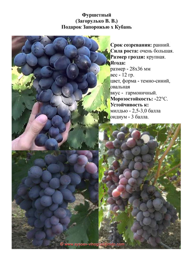 Виноград, саженцы винограда Фуршетный, ранний виноград,  украина,  измаилВиноград, саженцы винограда Фуршетный, ранний виноград,  украина,  измаил