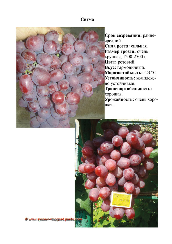 Купить саженцы винограда сорта Сигма