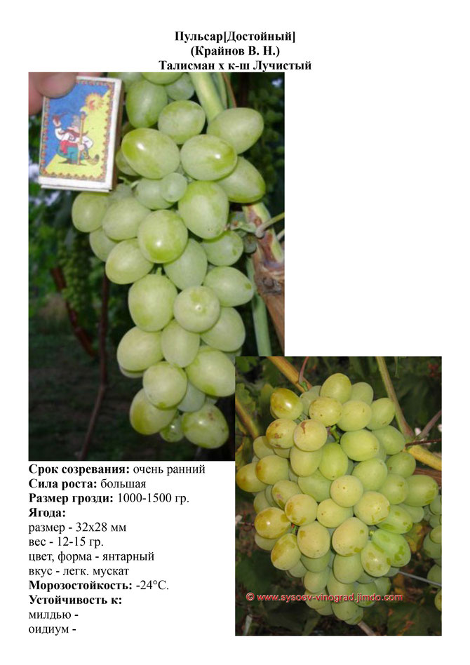 Виноград, саженцы винограда Пульсар, очень ранний виноград,  украина,  измаил