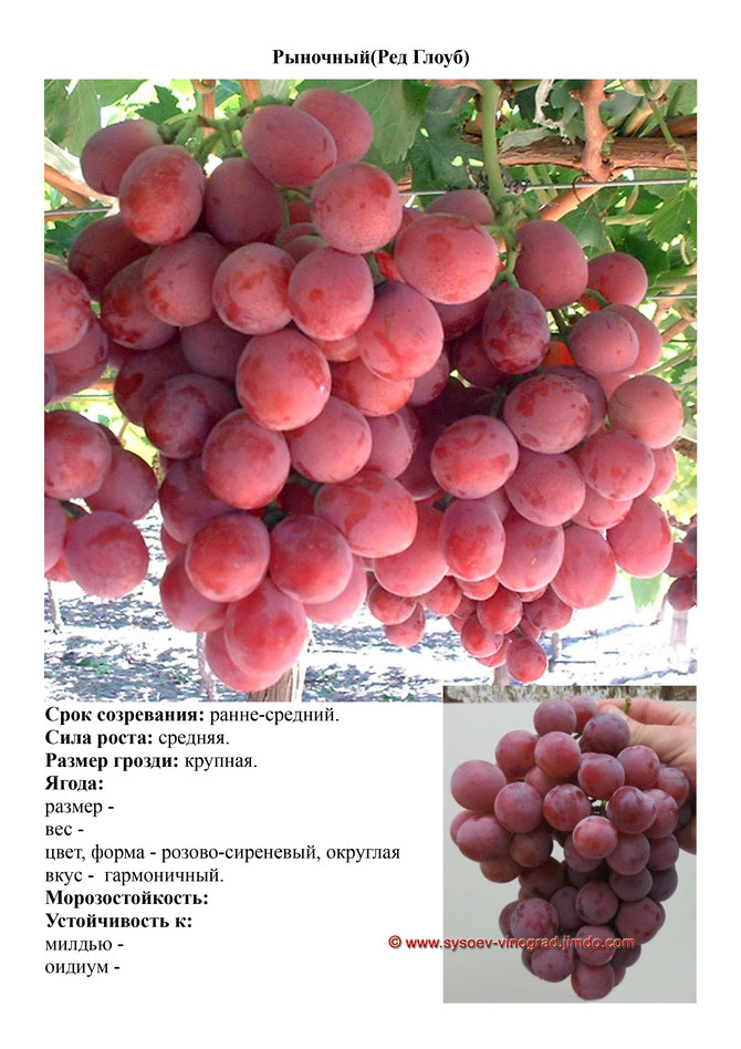Виноград, саженцы винограда Рыночный(Ред Глоуб), ранне-средний виноград,  украина,  измаил