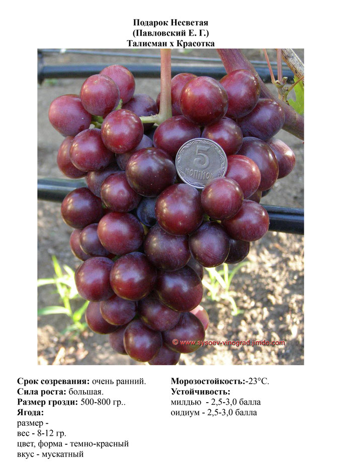Виноград, саженцы винограда Подарок Несветая, очень ранний виноград,  украина,  измаил