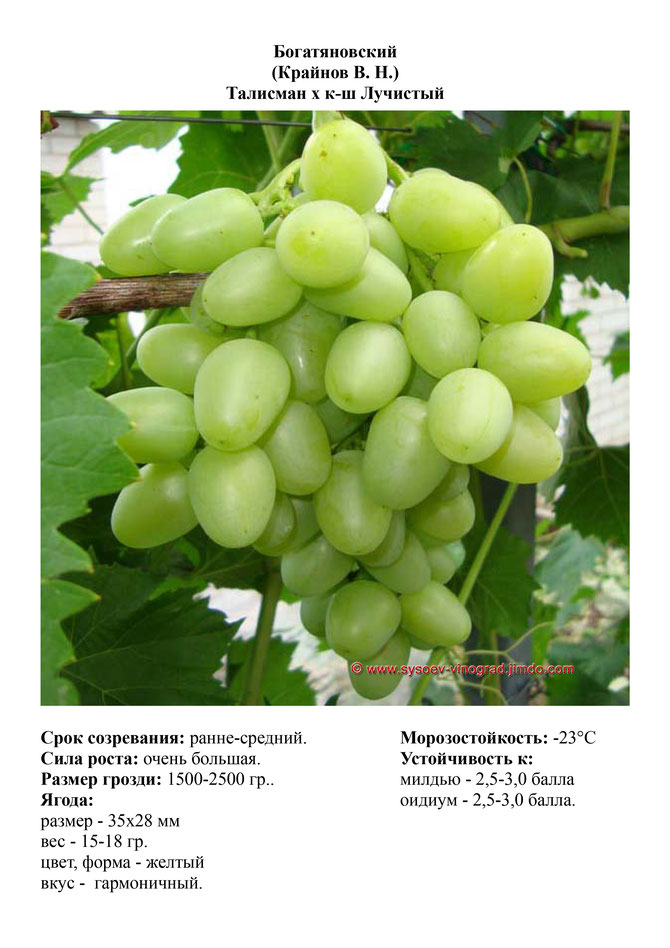 Виноград, саженцы винограда Богатяновский, ранне-средний виноград,  украина,  измаил