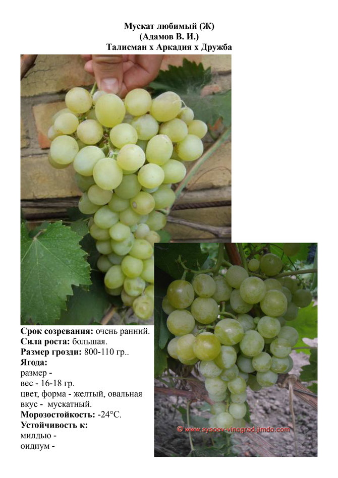 виноград саженцы винограда мускат любимый ранне-средний виноград саженцы винограда украина саженцы винограда измаил