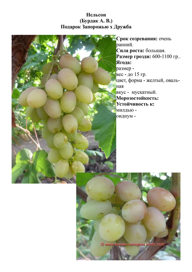 Виноград, саженцы винограда Нельсон, очень ранний виноград,  украина,  измаил