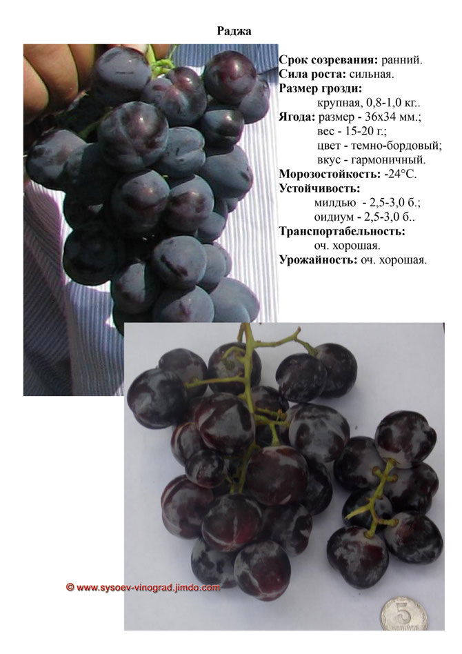 томат ренет. томат сливка одесская. раджа описание. овальный помидор. раджа сорт помидор.