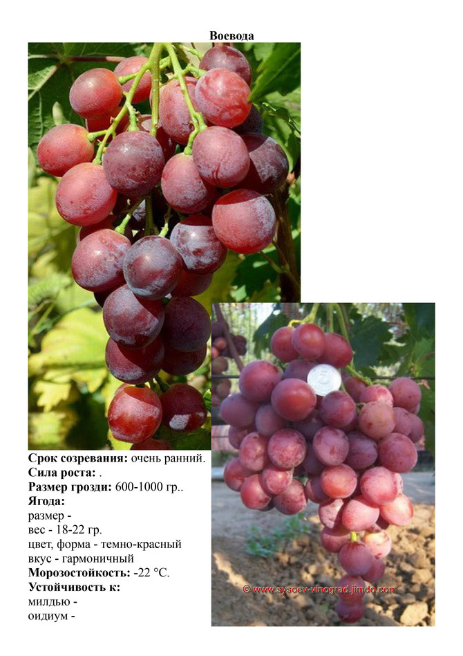 Виноград, саженцы винограда Воевода, очень ранний виноград,  украина,  измаил
