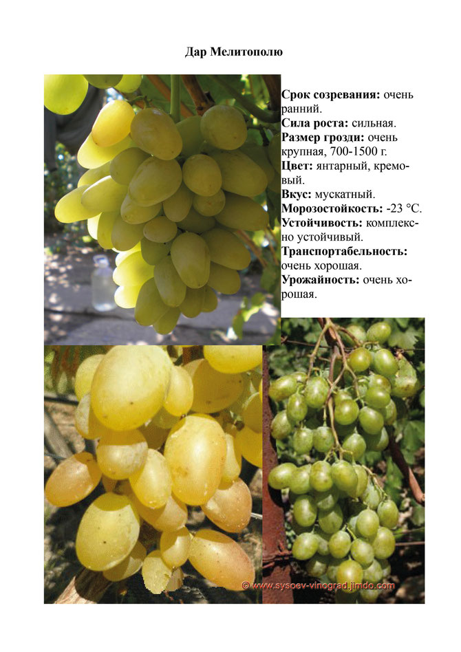 Купить саженцы винограда сорта Дар Мелитополя