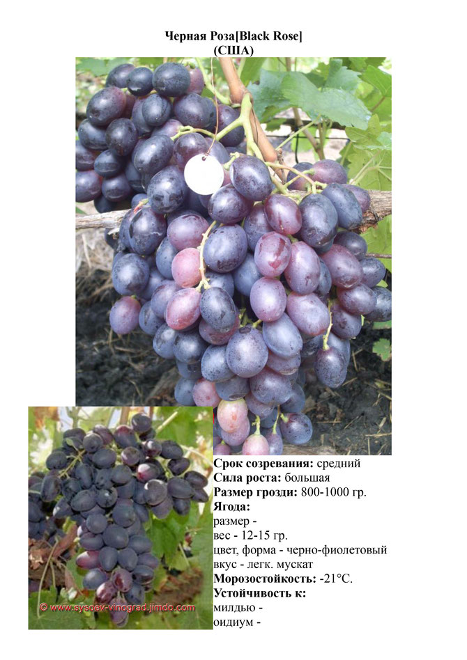 Виноград, саженцы винограда Черная Роза, средний виноград,  украина,  измаил