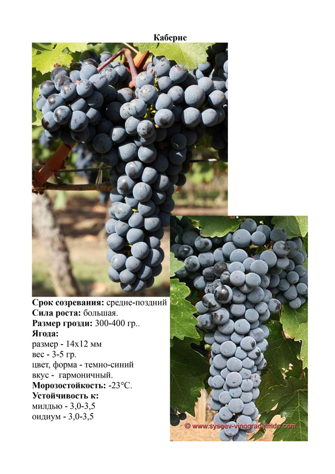 Виноград, саженцы винограда Каберне, винный виноград,  украина,  измаил