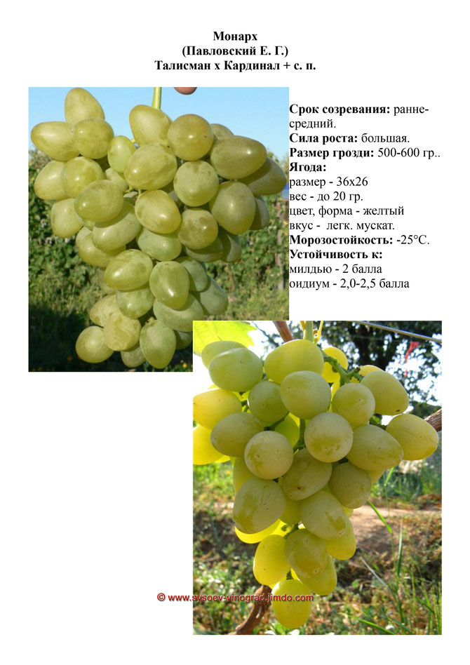 Виноград, саженцы винограда Монарх, ранне-средний виноград,  украина,  измаил