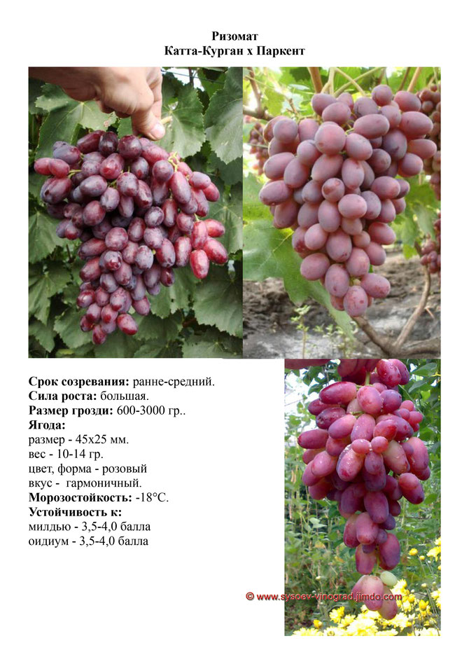 Виноград, саженцы винограда Ризомат, ранне-средний виноград,  украина,  измаил