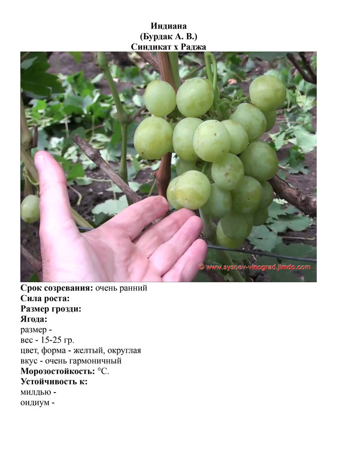 виноград саженцы винограда Индиана очень ранний виноград саженцы винограда украина саженцы винограда измаил